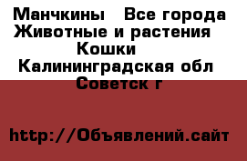 Манчкины - Все города Животные и растения » Кошки   . Калининградская обл.,Советск г.